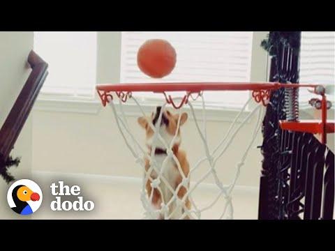 Basketball-Playing Corgi Learns Her Hardest Shot Yet #Video