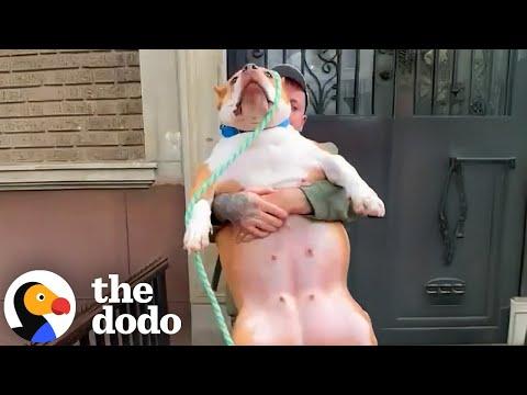 Very Chunky Pittie Who Can Hardly Move Gets Rescued On Her Last Day #Video