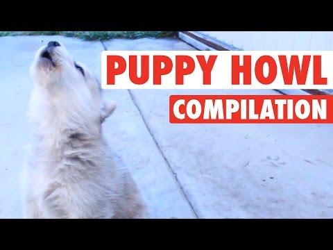 Dogs And Puppies Get Their Howl On