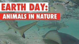 Animals Enjoying Nature Compilation | Earth Day 2018
