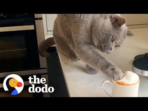 Cat Will Not Begin His Day Without His Own Cat-uccino #Video