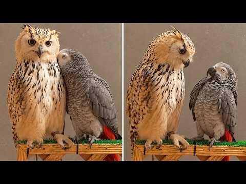 When Your Parrot Picks the WRONG Bird to Annoy! #Video