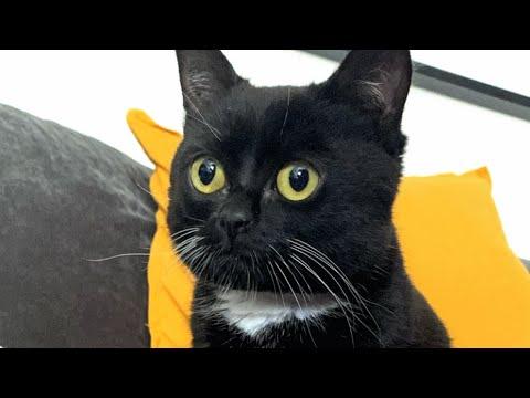 Sweet cat will never get bigger than a kitten for sad reason #Video