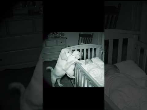 My Dog really put his pup next to my baby while asleep