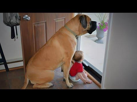 When Big Dogs Prove They're the Best Babysitters