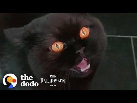 5 Reasons Why Everyone Needs A Black Cat  | The Dodo