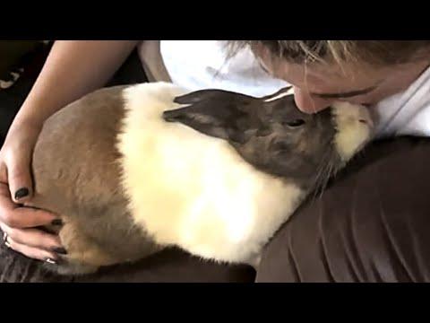 Rescue bunny starts to act like dog #Video