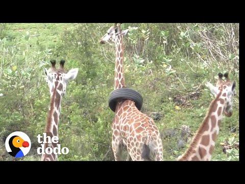 Giraffe Gets Tire Stuck Around Her Neck #Video