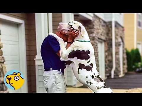 Giant Dog Hugs And Kisses Every Neighbour In His Town #Video