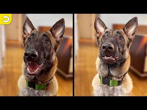 He Couldn't Contain His Excitement | YOUR Daily Dose of Pets #Video