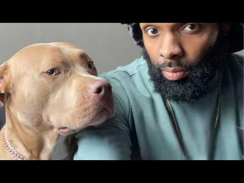 This Pitbull's Reacticon to the New Puppy Is Priceless #Video