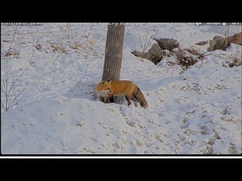 Fox Breaks Up Turkey March Chasing Squirrel #Video
