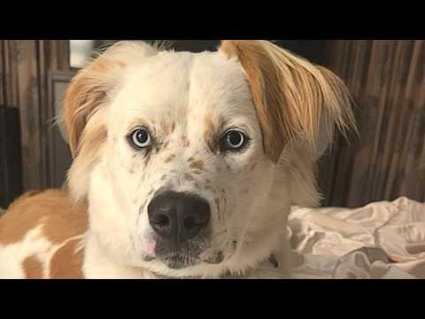 Unusual dog is a mix of 15 breeds #Video