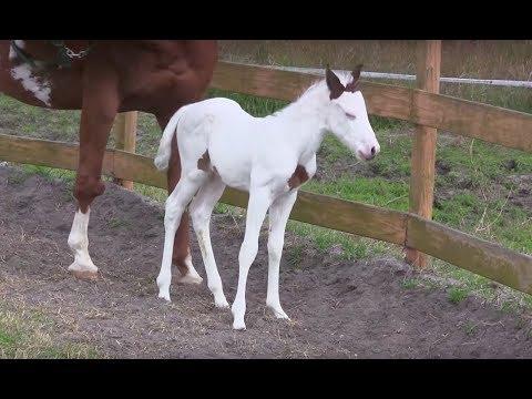 After This Baby Horse Was Born, Her Owners Took One Look And Realized How Incredibly Rare She Is.. #