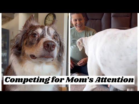 Competing for Mom’s Attention - Layla The Boxer #Video