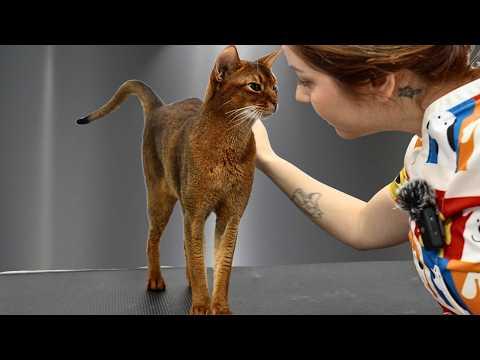 This Might Be The Most Perfect Cat Ever #Video