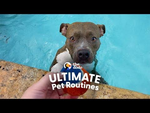 Pittie Refuses To Get Out Of The Pool #Video