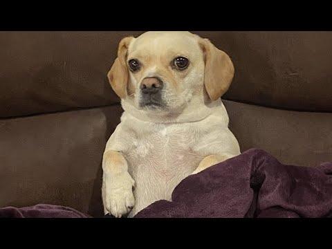 Socially awkward dog lights up for only one woman #Video
