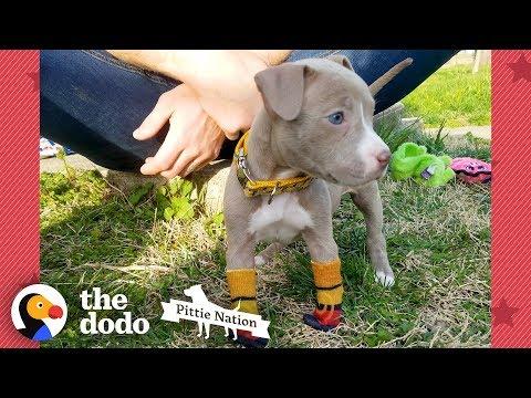 Puppy Found In Duffel Bag Is Pure Joy  | The Dodo Pittie Nation