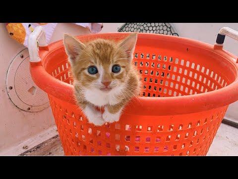 Hi. My Name is Marlin. I’m a cat, raised by dogs and I think I’m a dog. #Video