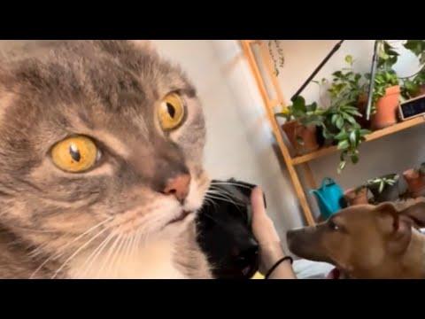 Cat thinks every dog's her baby #Video