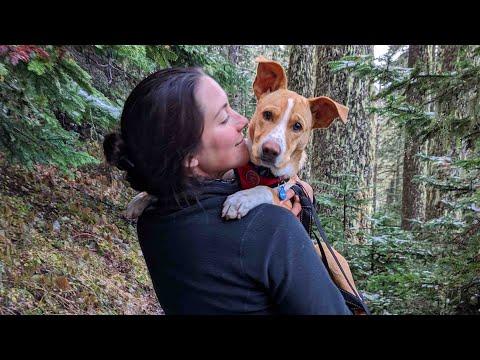 Dog Chooses His New Mom And Travels Everywhere With Her #Video
