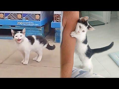 Woman Finds a Stray Kitten In a Store And Changes Its Life #Video