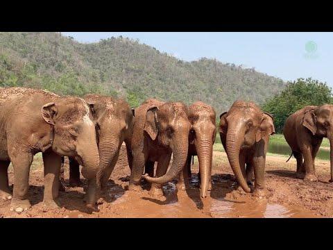Friendship Blossoms Elephant Call Their Friend To Join in The Mud Party - ElephantNews #Video