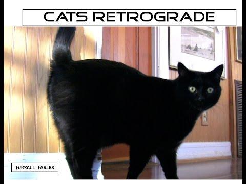 Cat Retrograde