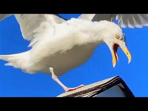 Woman opens a cafe for special needs seagull #Video