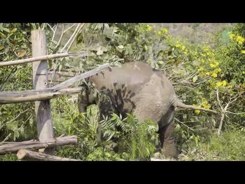 Baby Elephant Adventure Into The Plantation - ElephantNews  #Video