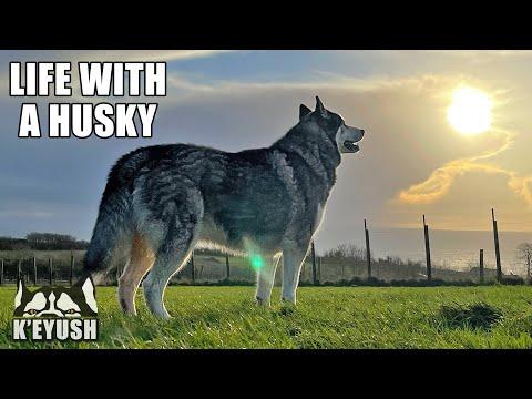 What Living With A Strange Husky is Like! Video.