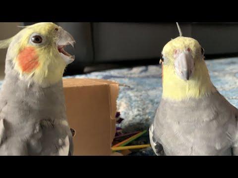 Cockatiels Are Weird Video