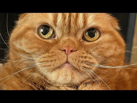 Cat looks unimpressed with humanity. But loves mice. #Video