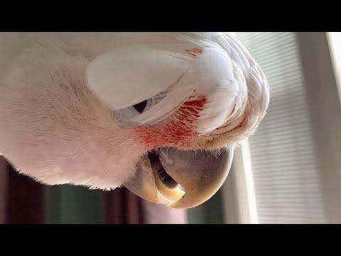 Woman raised this bird like a baby. Now he's 50 years old. #Video