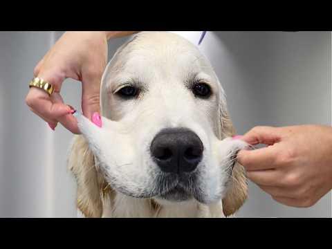 Golden Goofball vs. Bath Time Mayhem!