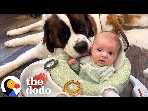 Watch This Little Girl Growing Up With Two Gentle Giants #Video
