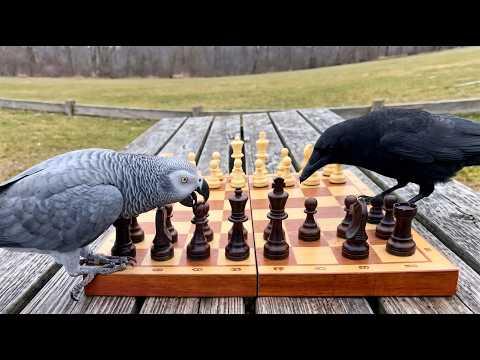 When a Talking Parrot Meets a Wild Crow at Chess... #Video