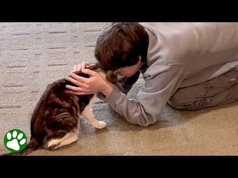 Rescued cat gets final wish in life #Video