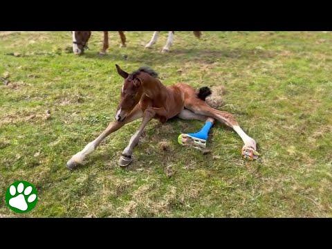 Foal that can't stand learns to run #Video