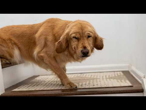 These Dogs Were So Unexpectedly Funny! #Video