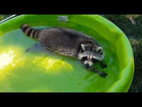 Fuzzy Flotation Device | FUNNIEST Pets of the Week #Video