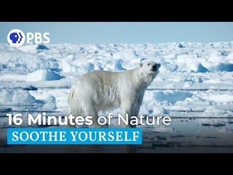 16 Minutes of Nature | Soothe Yourself