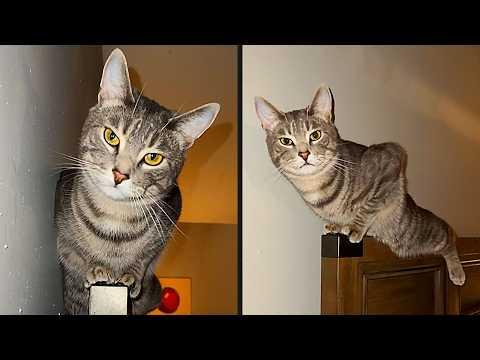 I'm Not Sleeping After This | YOUR Daily Dose of Pets #Video