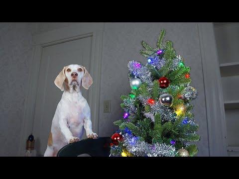 How to Decorate Christmas Tree by DOG: Funny Dog Maymo