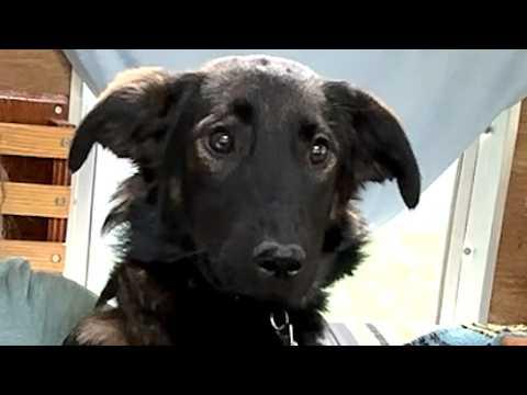 Shy dog is so happy to make a friend #Video