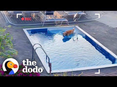 Golden Retriever Caught On Camera Sneaking Into Neighbor's Pool #Video