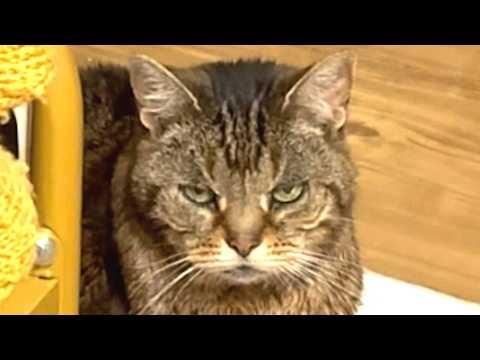 Senior cat reacts when dinner is 1 minute late #Video