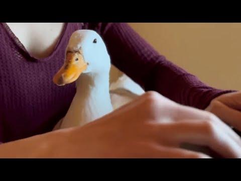 Lucky duck gets adopted. Then she has an identity crisis. #Video