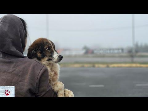 Found Starving: The Heart-Warming Tale of Alex the Rescue Dog #Video